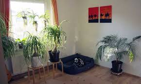 Check spelling or type a new query. Are Ponytail Palms Poisonous To Cats