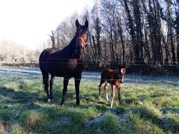 Image result for tbn:tVj6rqcH-AQR9M::www.pregonagropecuario.com.ar/images/caballo_overo.jpg