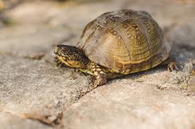 Lot 2 mccracken ridge road, mountain home, ar 72653. Bull Shoals Lake Lakewoods Resort United States