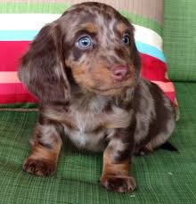 Chocolate Blue Eyed Dapple Piebald Dachshund Piebald Dachshund Dapple Dachshund Daschund Puppies