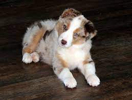 Gallery With Images Border Collie Puppies Collie Puppies Cute Borders