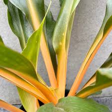 Image result for Chlorophytum fischeri