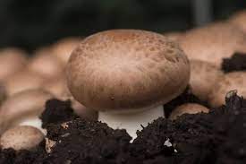 Otherwise, assemble a planting bed and plant portobello spores in it. How To Grow Portobello Mushrooms In 2021 A Nest With A Yard