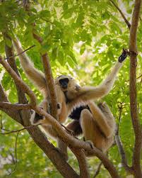 Image result for Hylebates cordatus