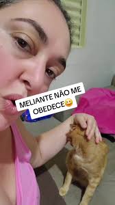 Gatos no Carnaval: A Alegria da Dança dos Gatinhos