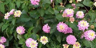 Pin Su Giardino