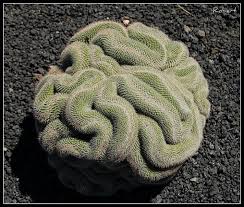 Maybe you would like to learn more about one of these? Plants That Look Like Animals