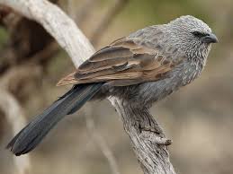 Black Bird With White Tail Philippines Pin By Tina Lyons On Birds Black Gray Species Birds Picnic Area