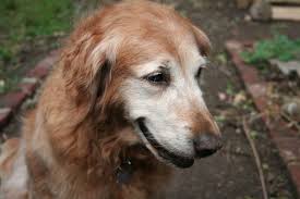 Vaccines are safe and effective and the best way to protect you and those note: Pacifica Pet Hospital Pacifica Ca Veterinary Veterinarian Home