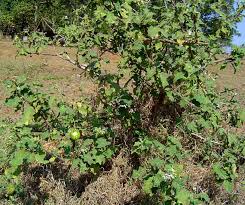 Image result for Solanum campylacanthum 'incanum type'