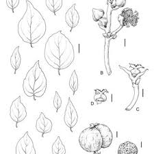 Image result for Erythrococca zambesiaca