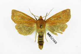 Image result for Globia algae