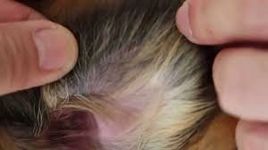 Image result for scabies dog ear