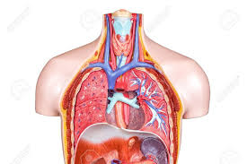 The chest wall is a complex system that provides rigid protection to the vital organs such as the heart, lungs, and liver; Anatomy 2 Lab Practical 2 Respiratory System Thoracic Organs Cont D Diagram Quizlet