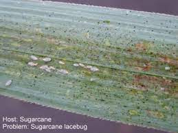 Pest controller are responsible to remove the pest and other insects by using their effective pest control products well u have to get the pink striped sugarcane and mix it with the multicoloured polka dot. Common Pests Of Sugarcane Learn About Bugs That Eat Sugarcane Plants