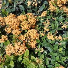 Image result for Ixora seretii
