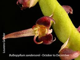 Image result for Bulbophyllum sandersonii