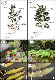 Image result for Osmundaceae