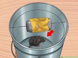 How to kill rats that don't live in my property without killing squirrels, pets, children or neighbors? 3 Ways To Catch An Escaped Pet Rat Wikihow