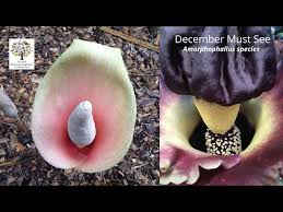 Image result for Amorphophallus