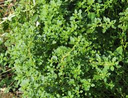 Image result for Dysphania