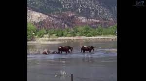 Is It Legal To Feed Wild Horses Displaced By Wildfires No