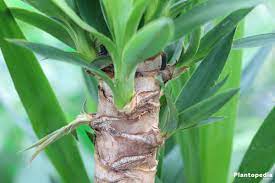 We did not find results for: Prunung Yucca Plants How To Cut A Yucca After Flowering Plantopedia