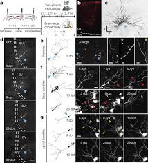 Addition to the matters mentioned in subsection (3) of that section—. Transplanted Embryonic Neurons Integrate Into Adult Neocortical Circuits Nature