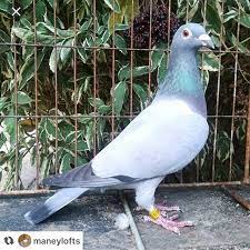 barless racer pigeon pigeons racingpigeons racingpigeon pigeonsofinstagram pigeonracing guvercin tauben pigeon pictures racing pigeons homing pigeons