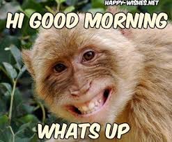 Funny Monkey Good Morning Photos Funny Good Morning Memes Morning Quotes Funny Monkeys Funny