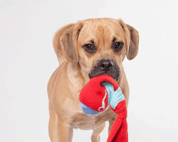 sock toy for dogsの画像