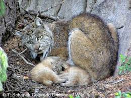 A lynx may live up to 17 years in the wild or 24 years in captivity. Canada Lynx International Society For Endangered Cats Isec Canada