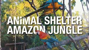 The world's tropical rainforests are home to an incredible number of plants. Animal Rescue Shelter Peru Ngo Taxi