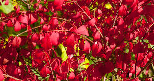 Wir haben hier einen strauch aus unserem garten abzugeben. Straucher Mit Roten Blattern Unsere 7 Herbst Favoriten Mein Schoner Garten