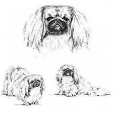 As the story goes, a lion fell in love with a marmoset and wanted to wed his tiny love. Old Pekingese Drawing Pekingese Pekingese Dogs Pekingese Puppies