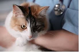 Many blood pressure medications, known as antihypertensives, are available by prescription to lower high blood pressure (hbp or hypertension). Side Effects Of Buprenorphine In Cats Healthy Paws Pet Insurance