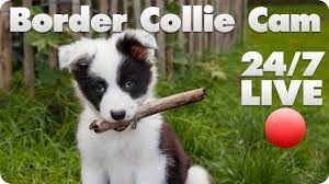 Border Collie Puppy Live Cam - Luna At Contact Point Border Collies Is Giving Birth Live Right Now 8-29-14 Border Collie Puppies Collie Puppies Border Collie