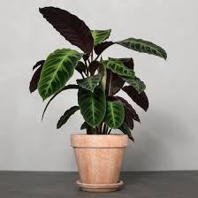 Image result for calathea