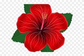 Maybe you would like to learn more about one of these? Hibiscus Clipart Shoeflower Red Hibiscus Flower Png Transparent Png 640x480 3248505 Pngfind