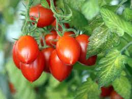 Your plant will end up a little smaller, and your tomatoes will ripen a little earlier. Tips Information About Tomatoes Gardening Know How