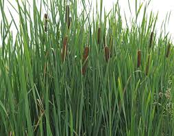 Image result for Typha