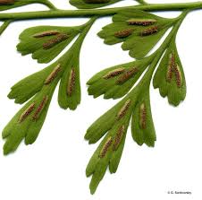 Image result for Asplenium uhligii