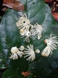 Image result for Petersianthus macrocarpus