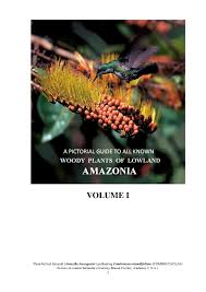 Image result for Cassipourea obovata