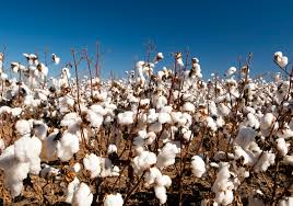 According to a cached web page, apparently posted in error and then taken. Inditex Partners Dbs On Organic Cotton Project Fashion Retail News News