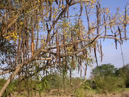 Image result for Cassia abbreviata