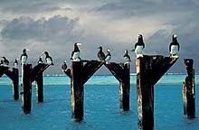 Extensive information about united states minor outlying islands. United States Minor Outlying Islands Wikipedia