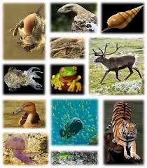Contoh hewan amfibi beberapa contoh hewan yang termasuk kedalam jenis hewan amfibi, antara lain: Ciri Haiwan Haiwan Klasifikasi Pembiakan Pemakanan Biologi Thpanorama Buat Diri Anda Lebih Baik Hari Ini