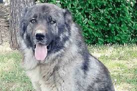 Il pastore del caucaso è una razza di grandi dimensioni: Aggrediti Dal Pastore Del Caucaso Residenti Presentano Esposto Trento L Adige It