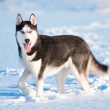 Siberian Husky Grooming Bathing And Care Espree